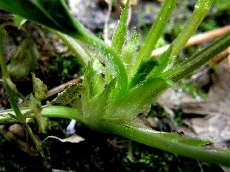 Viola sororia / Viola sorella