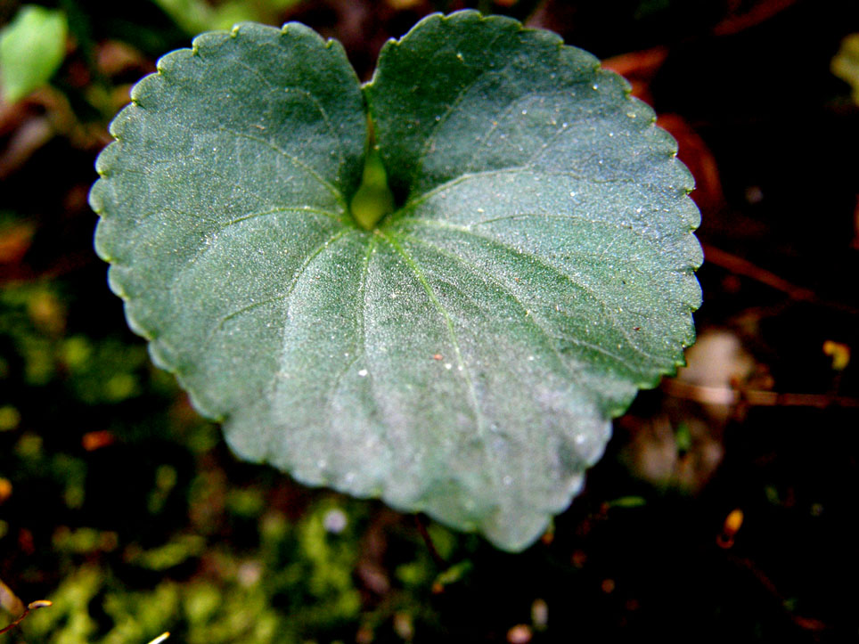 Viola sororia / Viola sorella