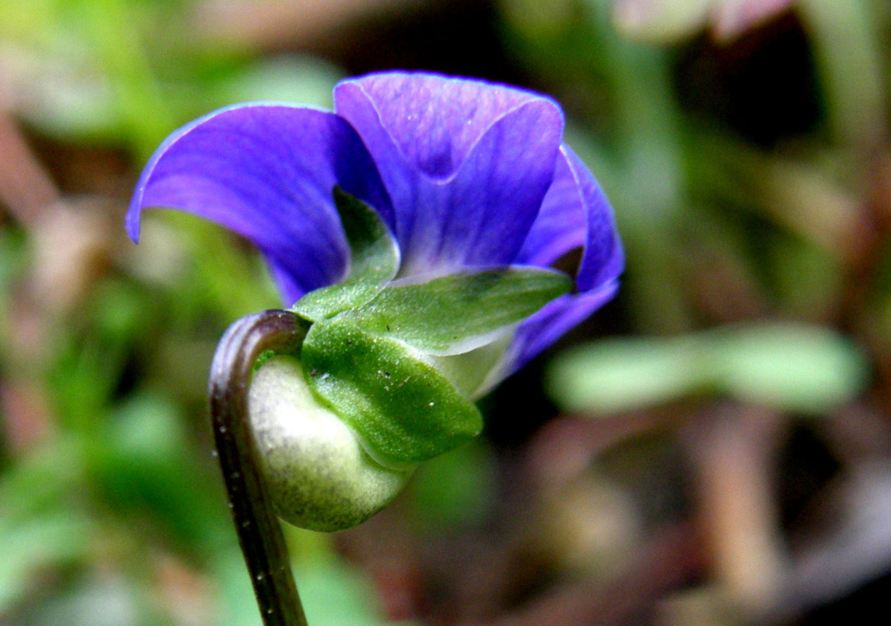 Viola sororia / Viola sorella