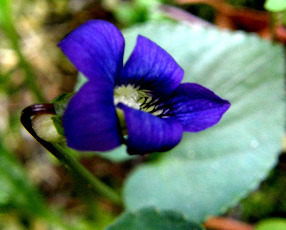 Viola sororia / Viola sorella