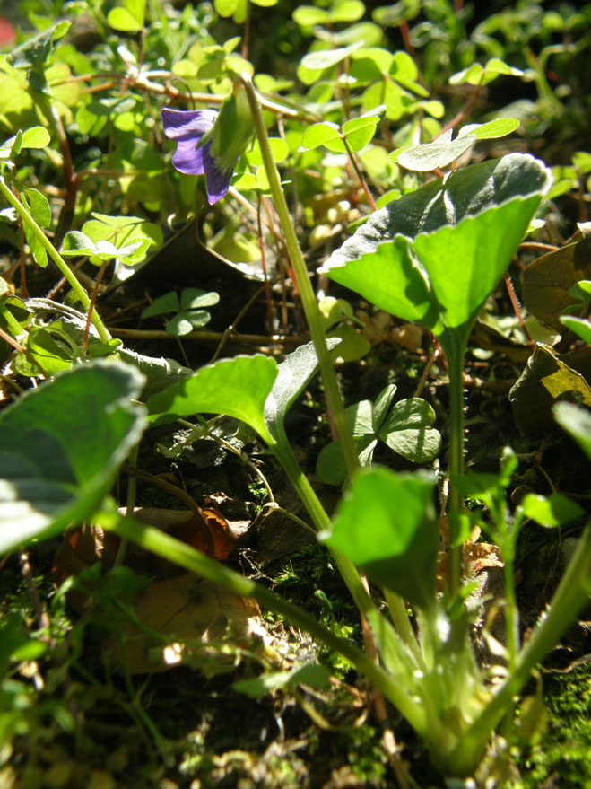 Viola sororia / Viola sorella