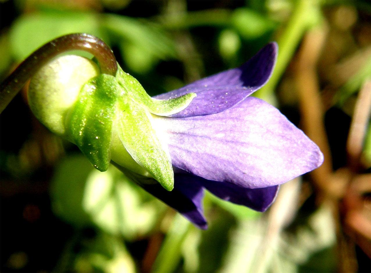 Viola sororia / Viola sorella