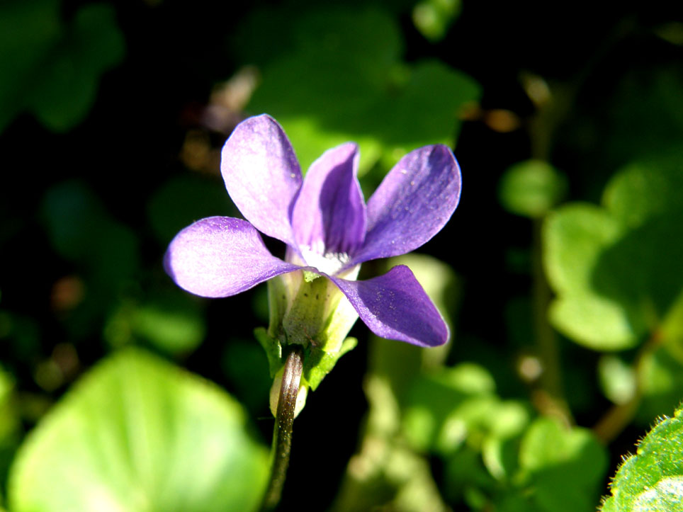 Viola sororia / Viola sorella