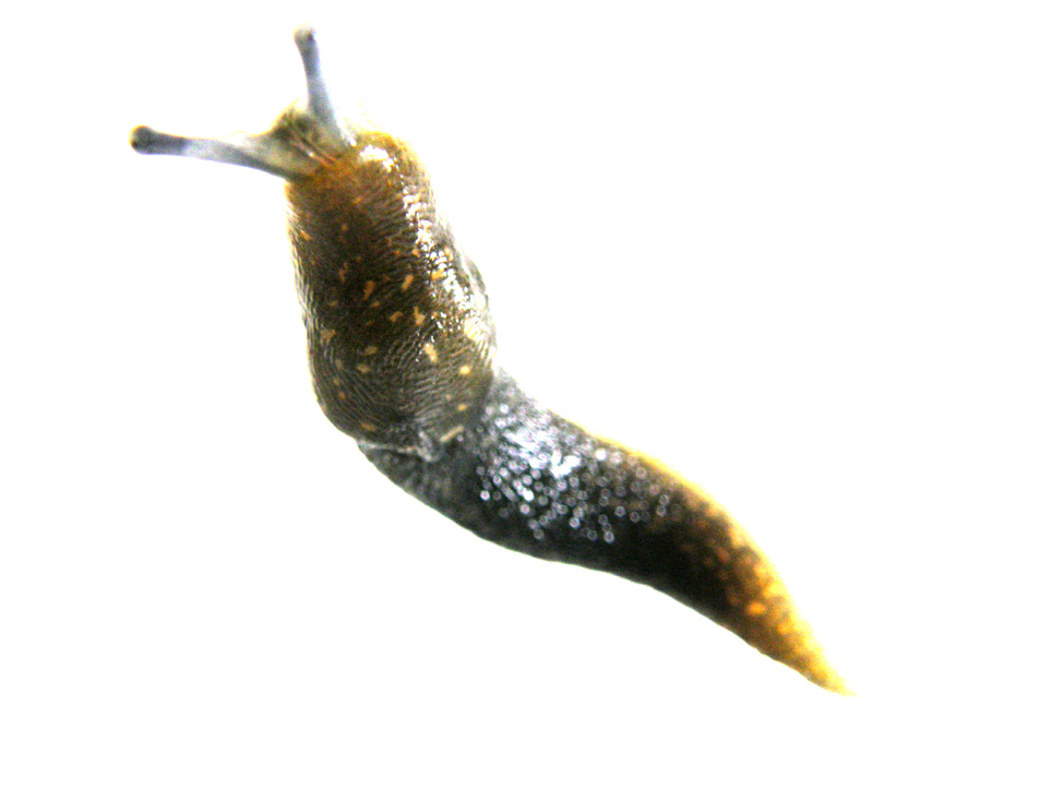 Limacus flavus da Milano
