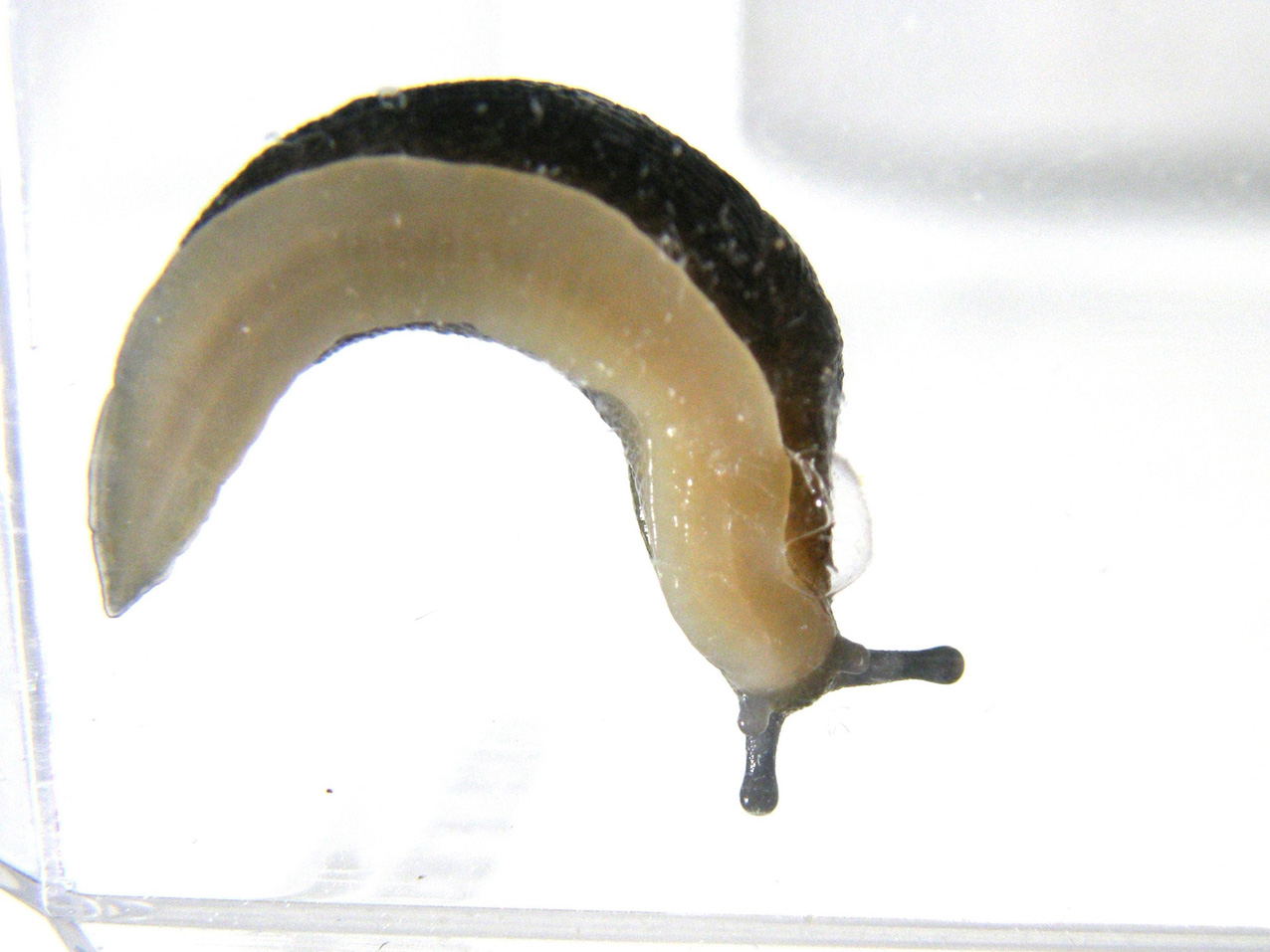 Limacus flavus da Milano