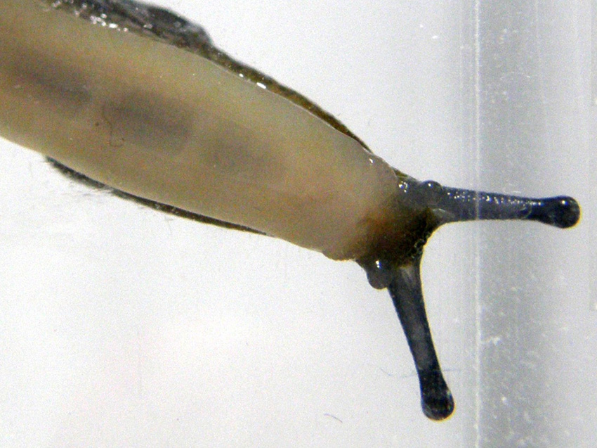 Limacus flavus da Milano