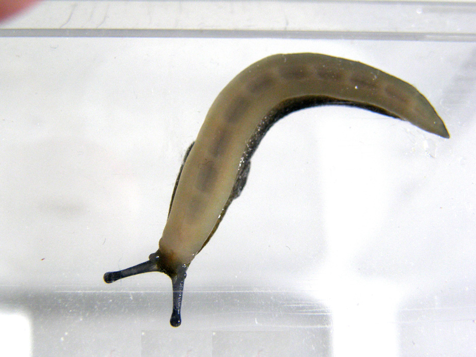 Limacus flavus da Milano