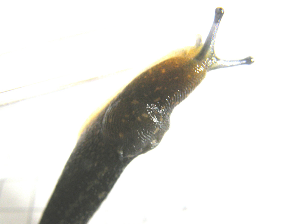 Limacus flavus da Milano