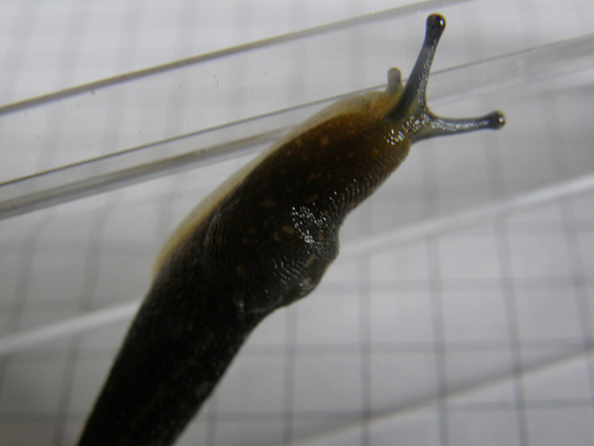 Limacus flavus da Milano