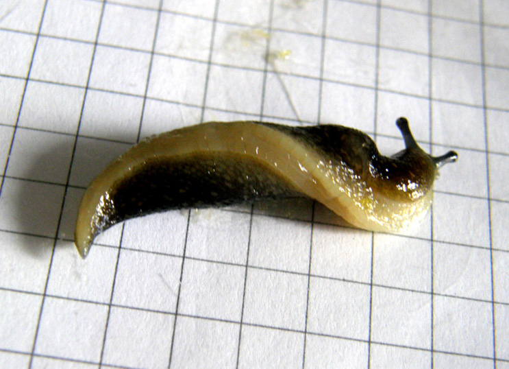 Limacus flavus da Milano