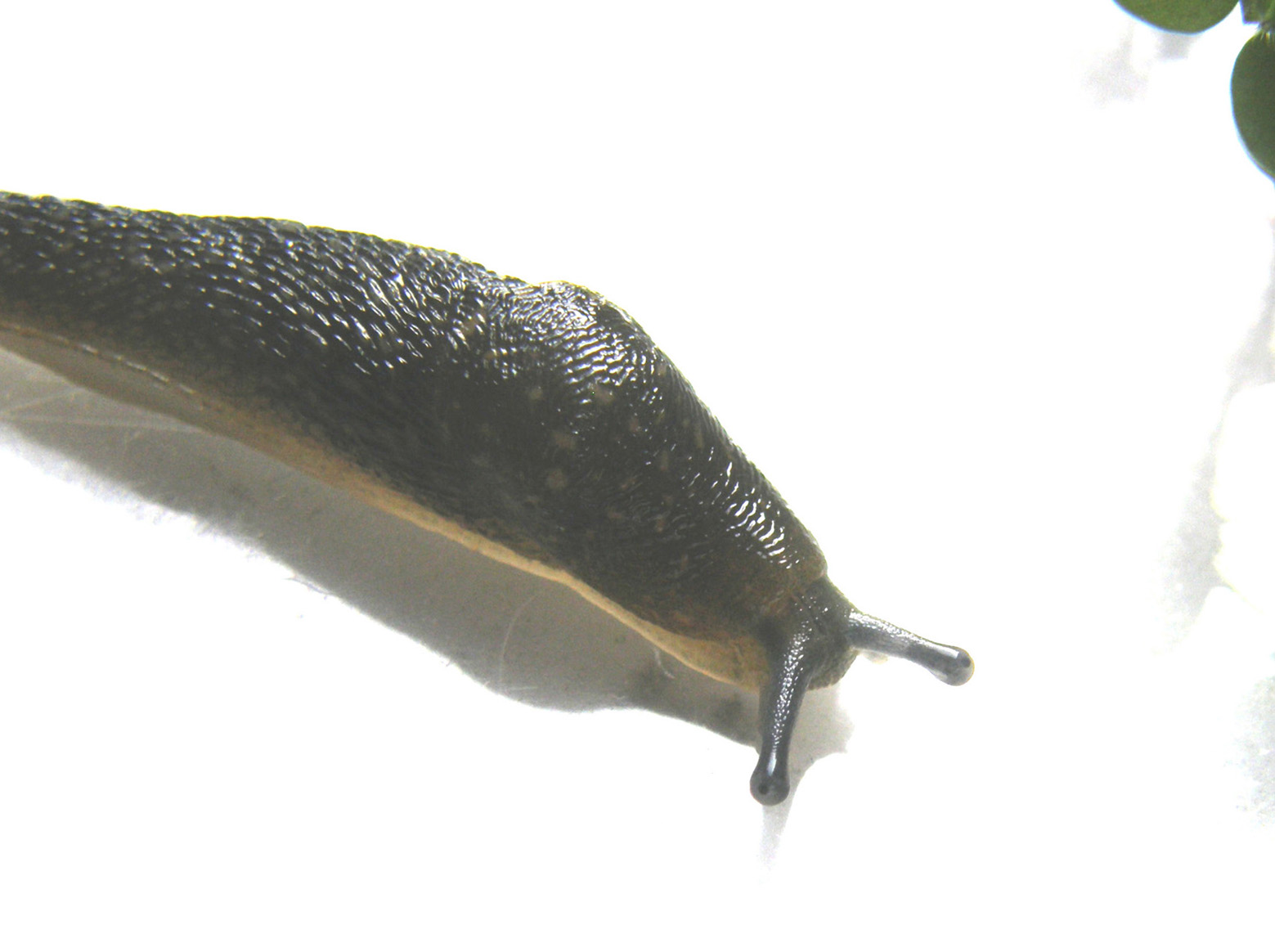 Limacus flavus da Milano