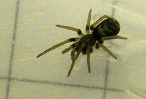 Un''altra Pritha sp. - Pritha sagittata