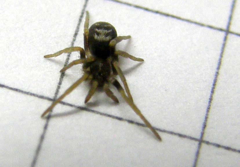 Un''altra Pritha sp. - Pritha sagittata