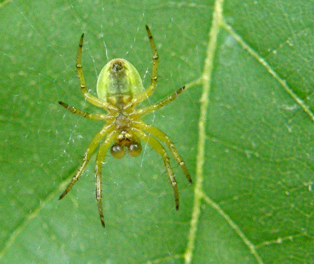 Araniella sp.