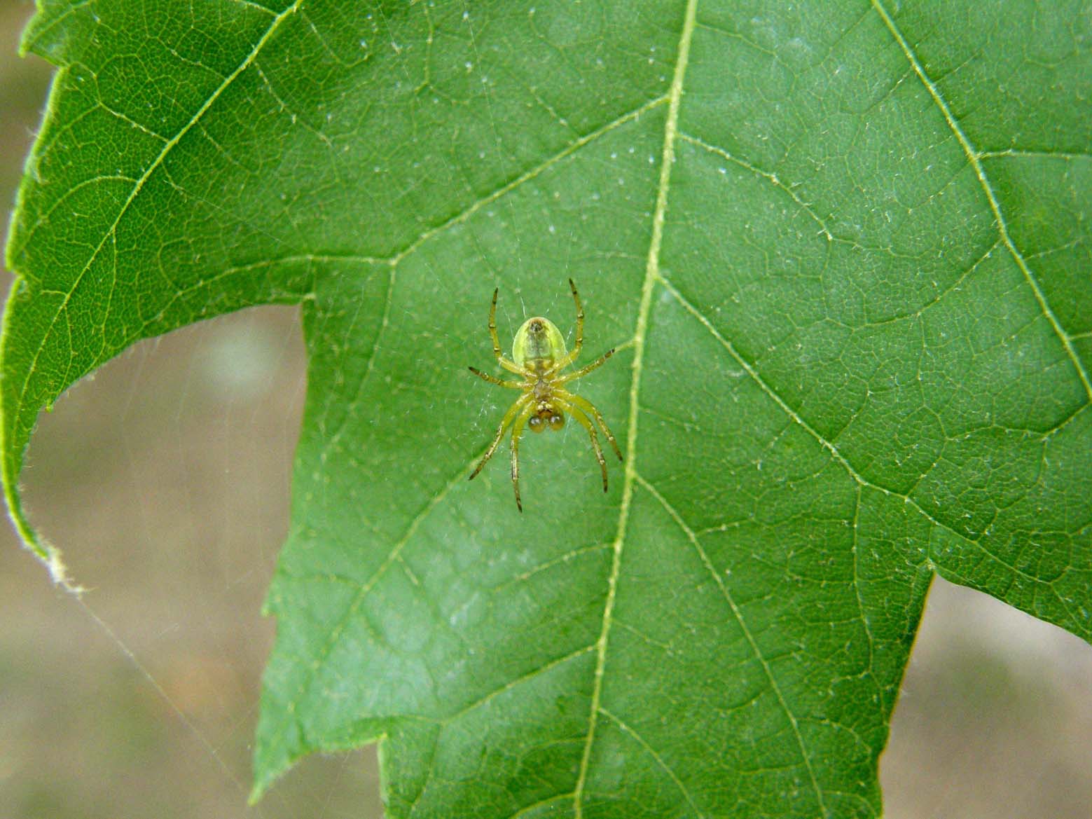 Araniella sp.