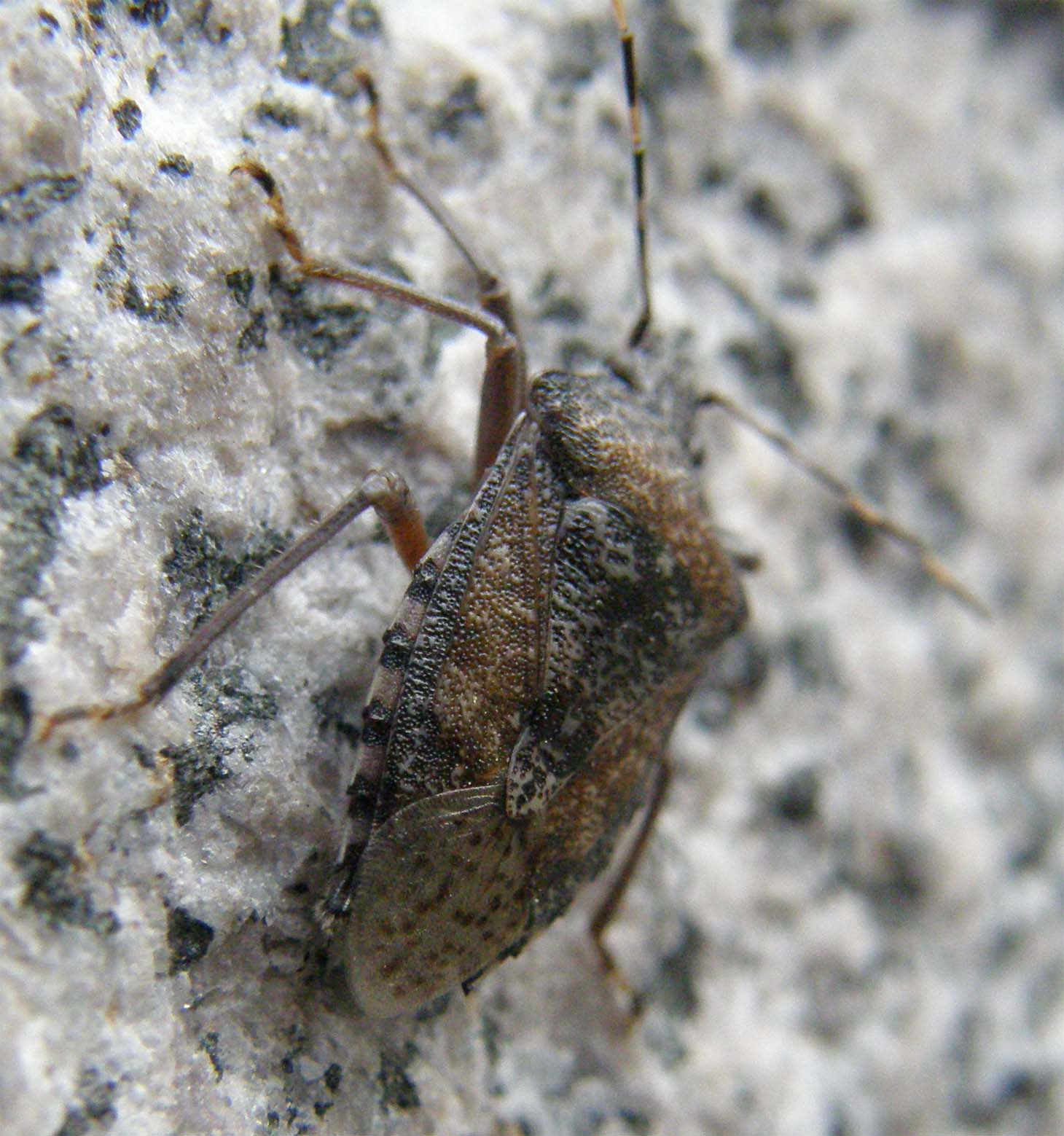 Un''altra Rhaphigaster nebulosa.