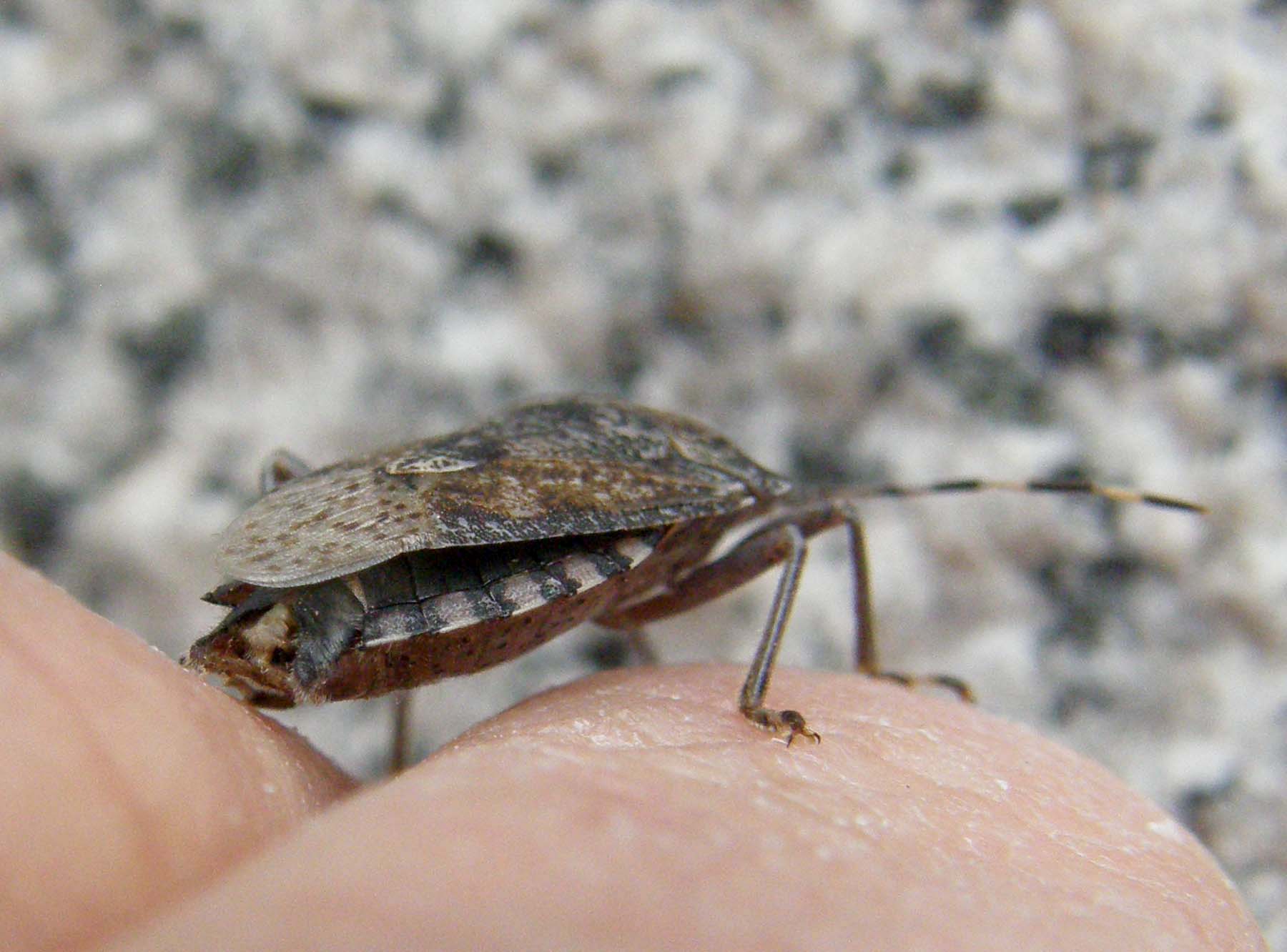 Un''altra Rhaphigaster nebulosa.