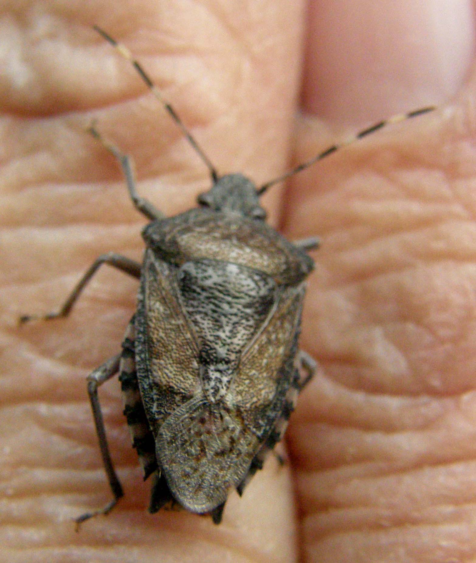 Un''altra Rhaphigaster nebulosa.