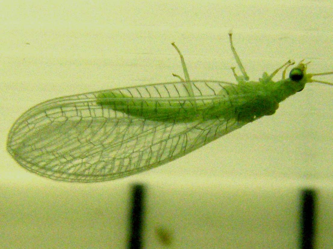 Chrysopa viridana