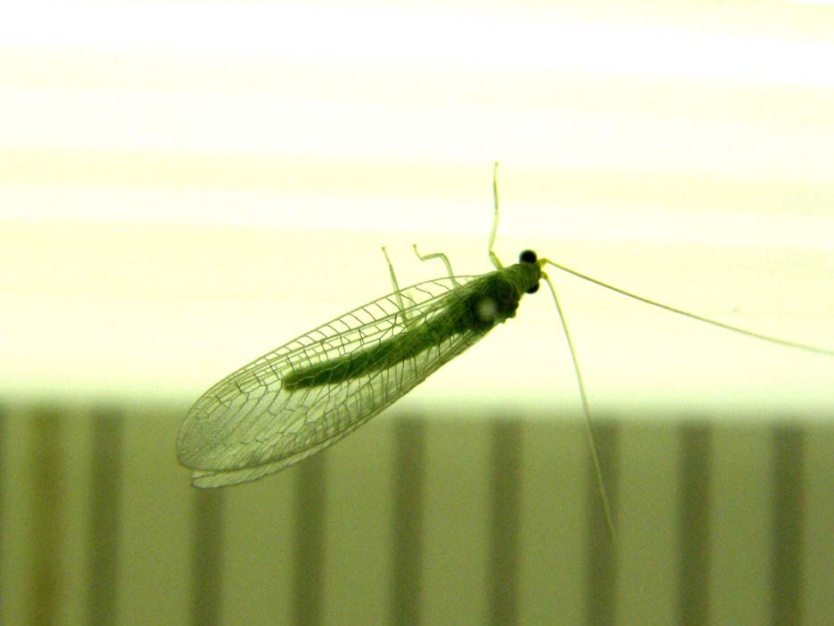 Chrysopa viridana