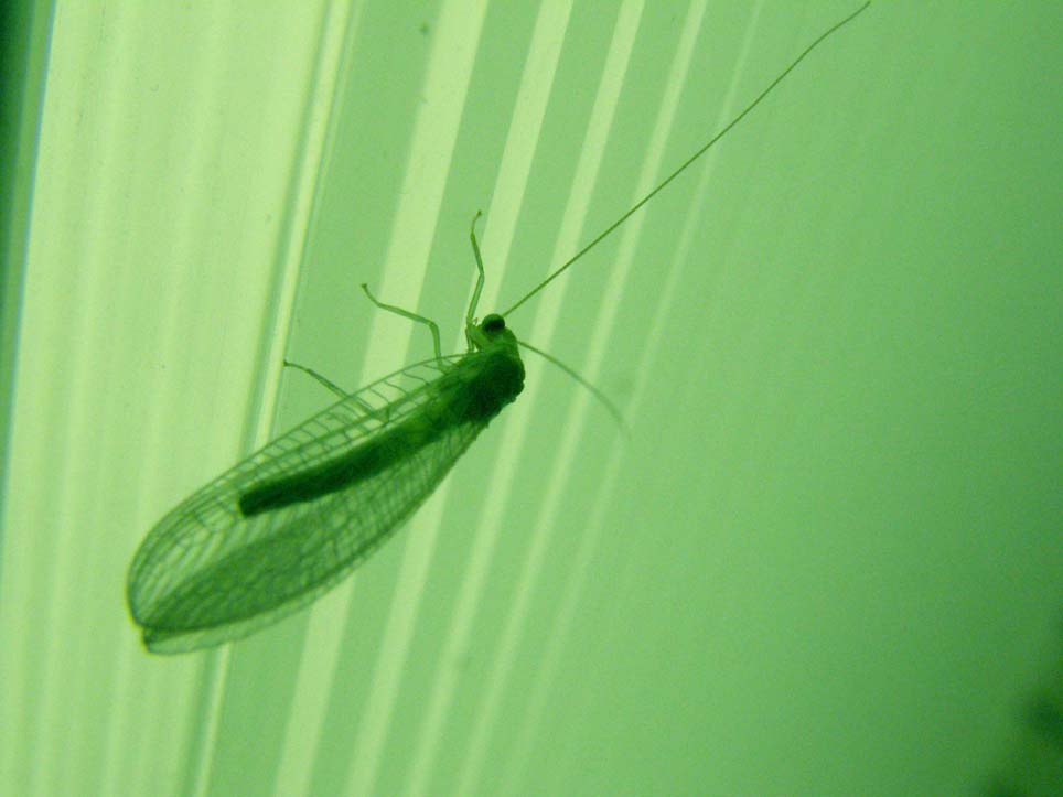 Chrysopa viridana