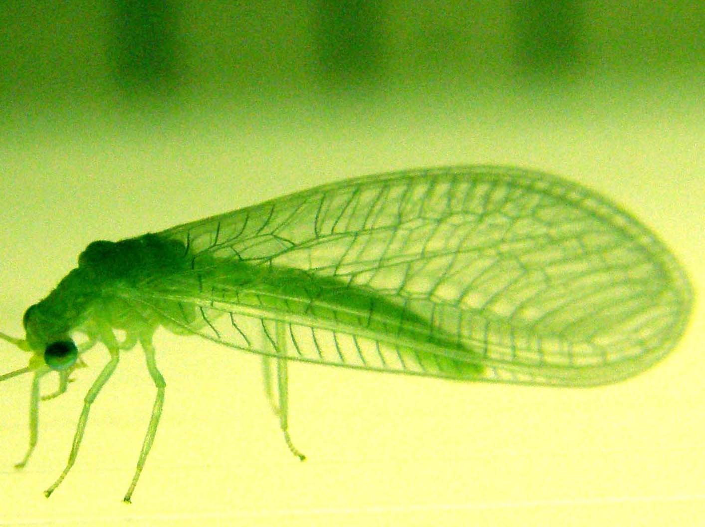 Chrysopa viridana