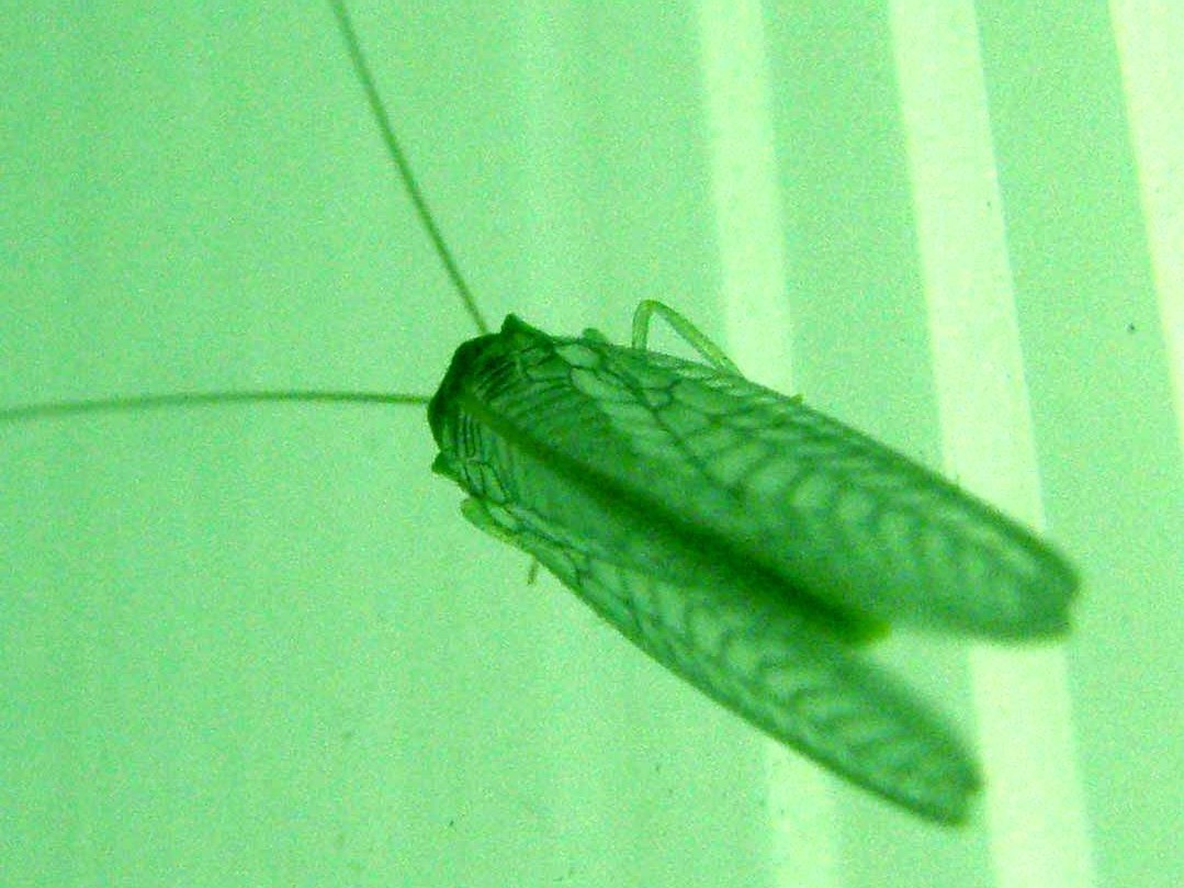 Chrysopa viridana