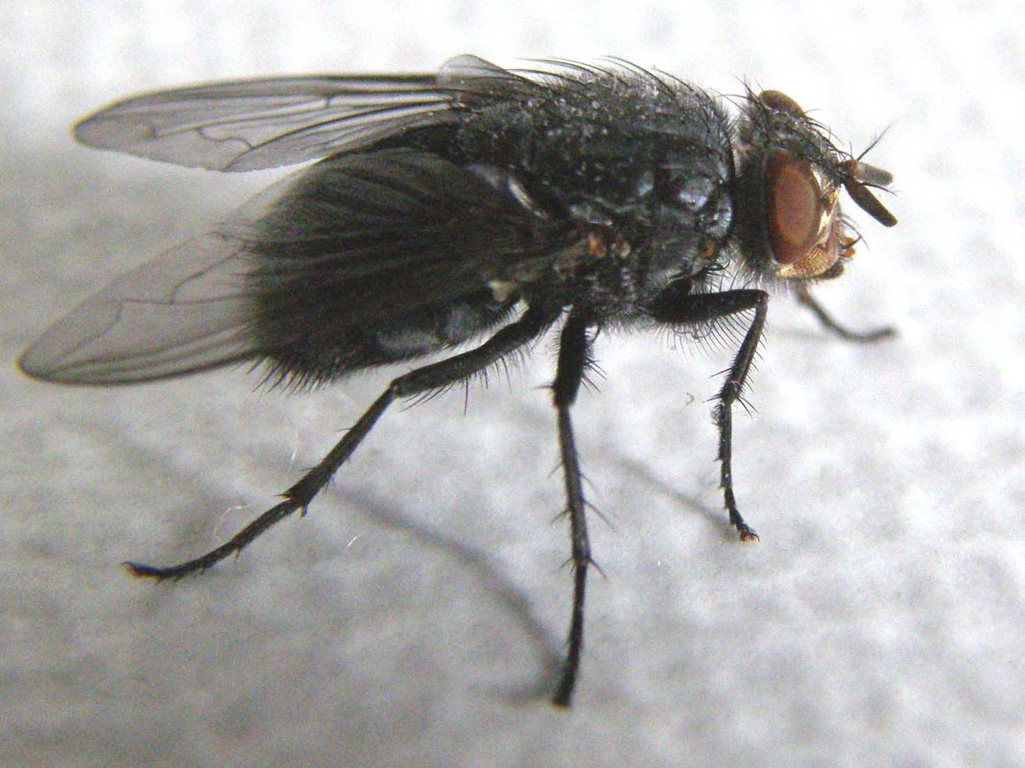 Calliphora vicina (Calliphoridae)
