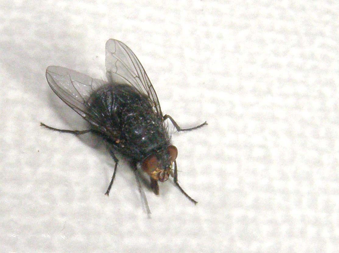 Calliphora vicina (Calliphoridae)
