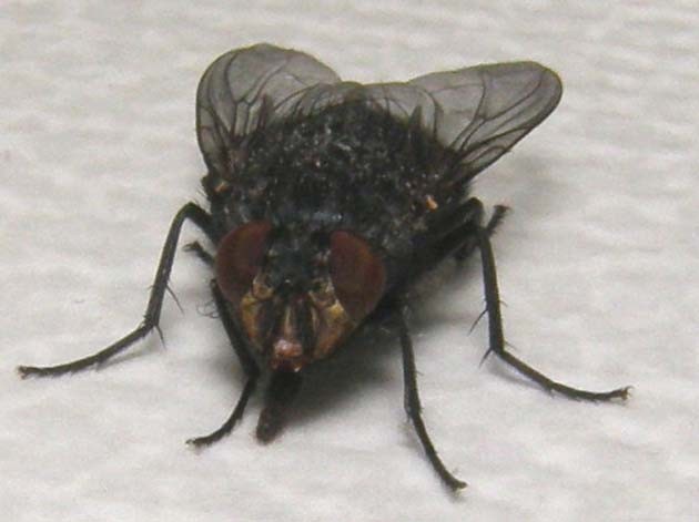 Calliphora vicina (Calliphoridae)