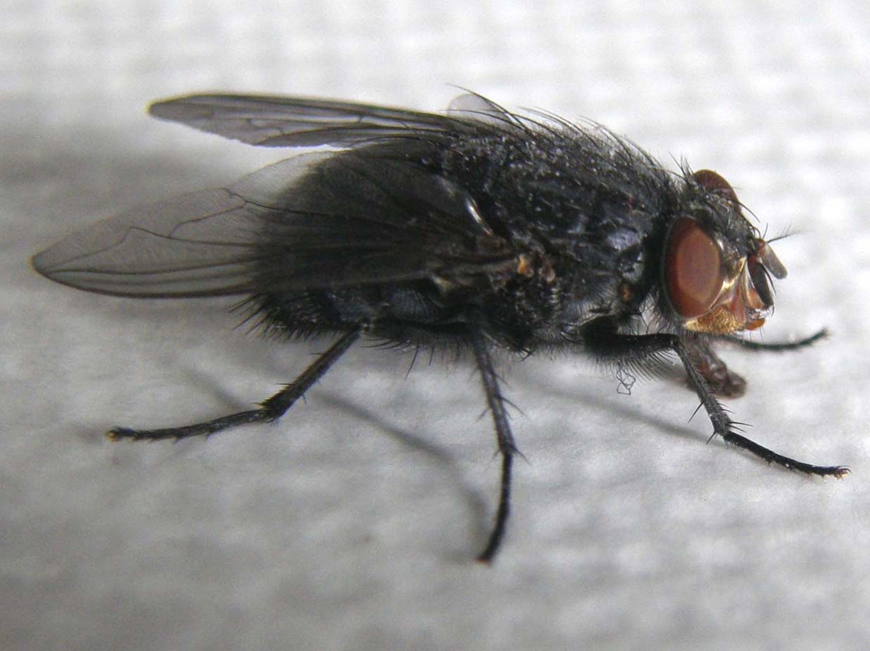 Calliphora vicina (Calliphoridae)