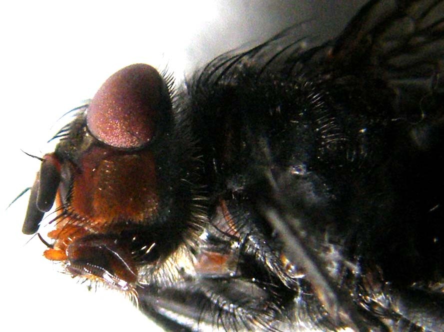 Calliphora vicina (Calliphoridae)