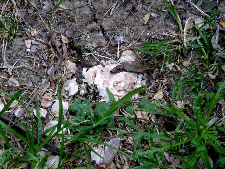 A volte ritornano... (Ganoderma resinaceum)