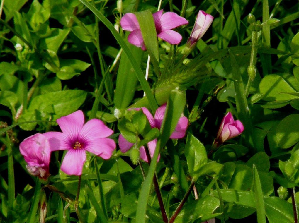 Oxalis articulata / Acetosella rizomatosa