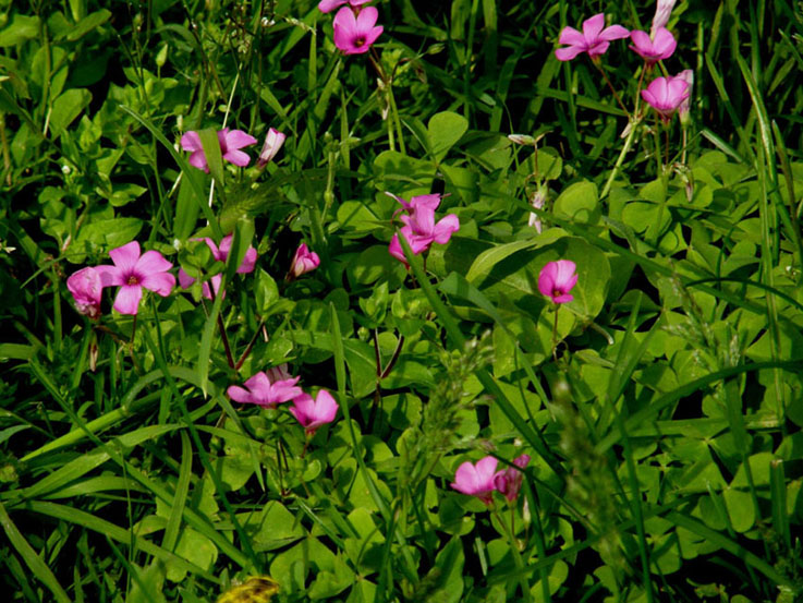 Oxalis articulata / Acetosella rizomatosa