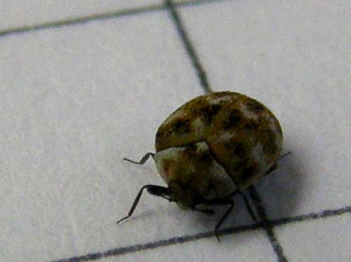 Quale Anthrenus?  Anthrenus verbasci