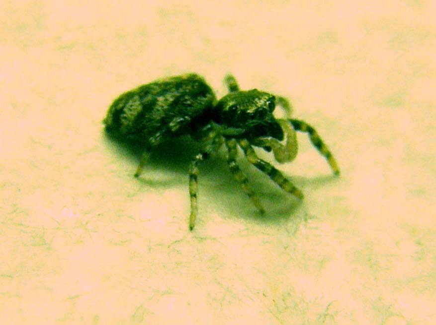 Salticus sp.