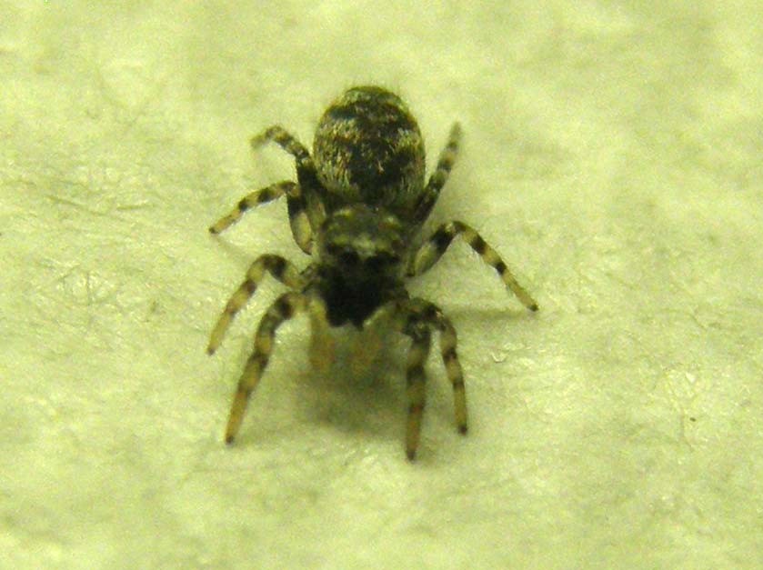 Salticus sp.