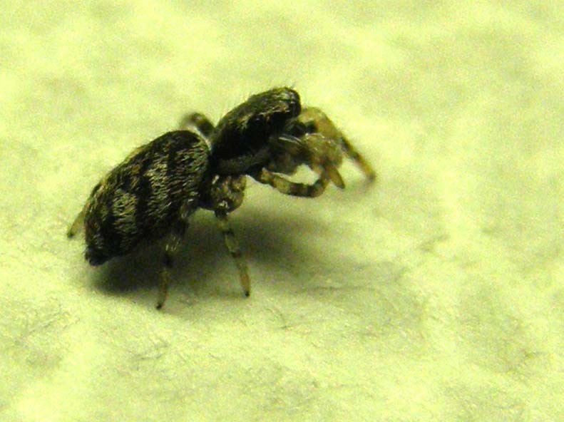 Salticus sp.