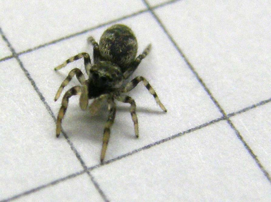 Salticus sp.