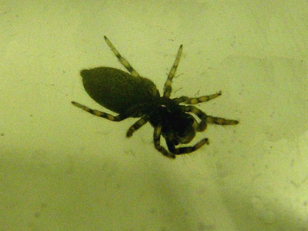 Salticus sp.