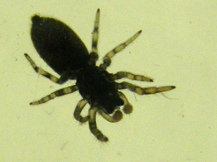 Salticus sp.