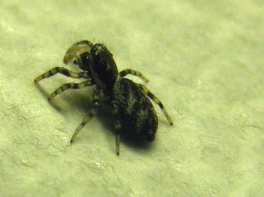 Salticus sp.
