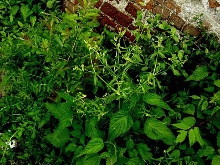 Ranunculus sceleratus