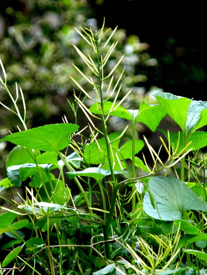 Cardamine hirsuta