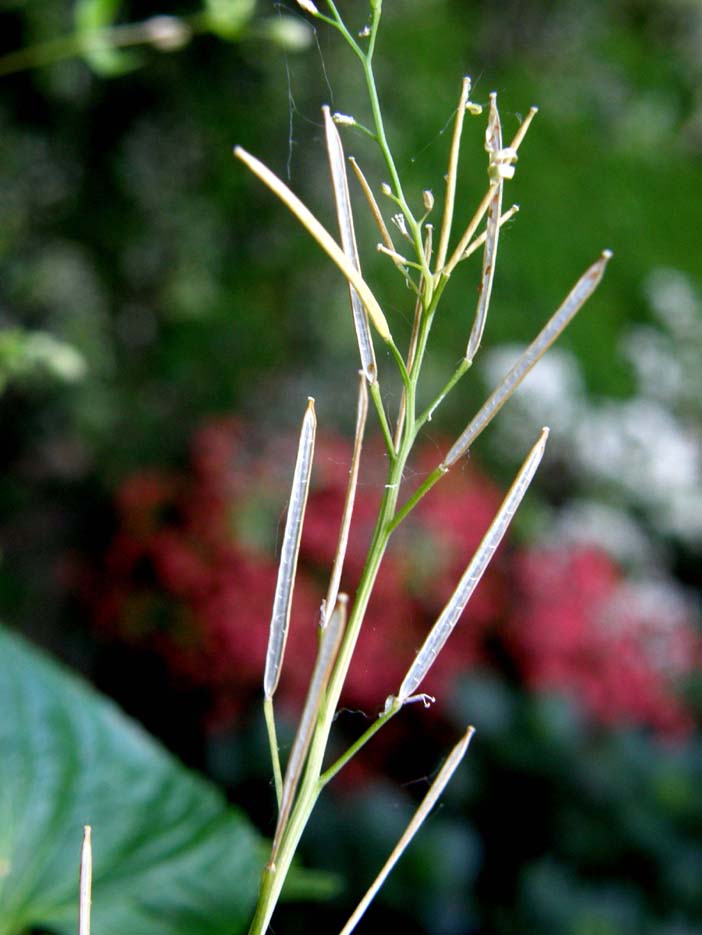 Cardamine hirsuta