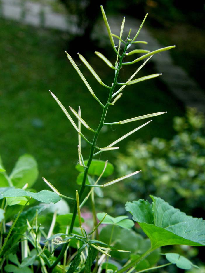 Cardamine hirsuta