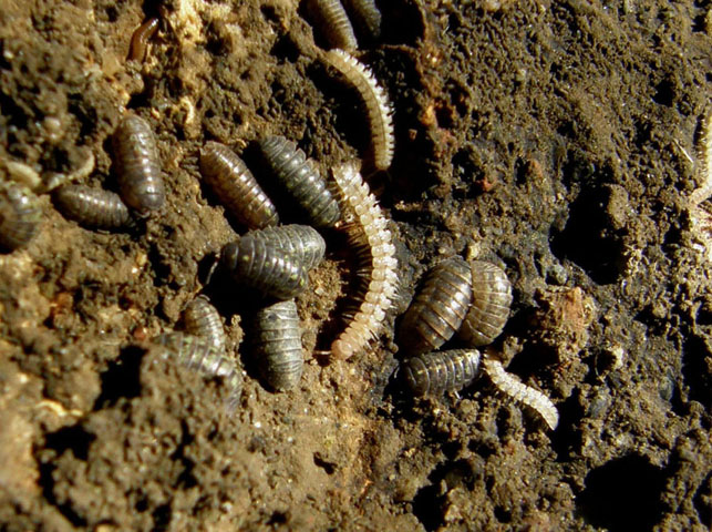 Armadillidium