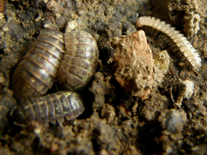 Armadillidium