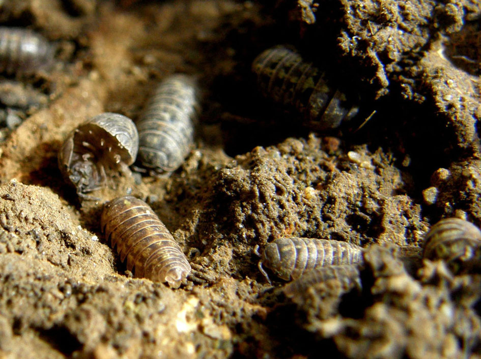 Armadillidium